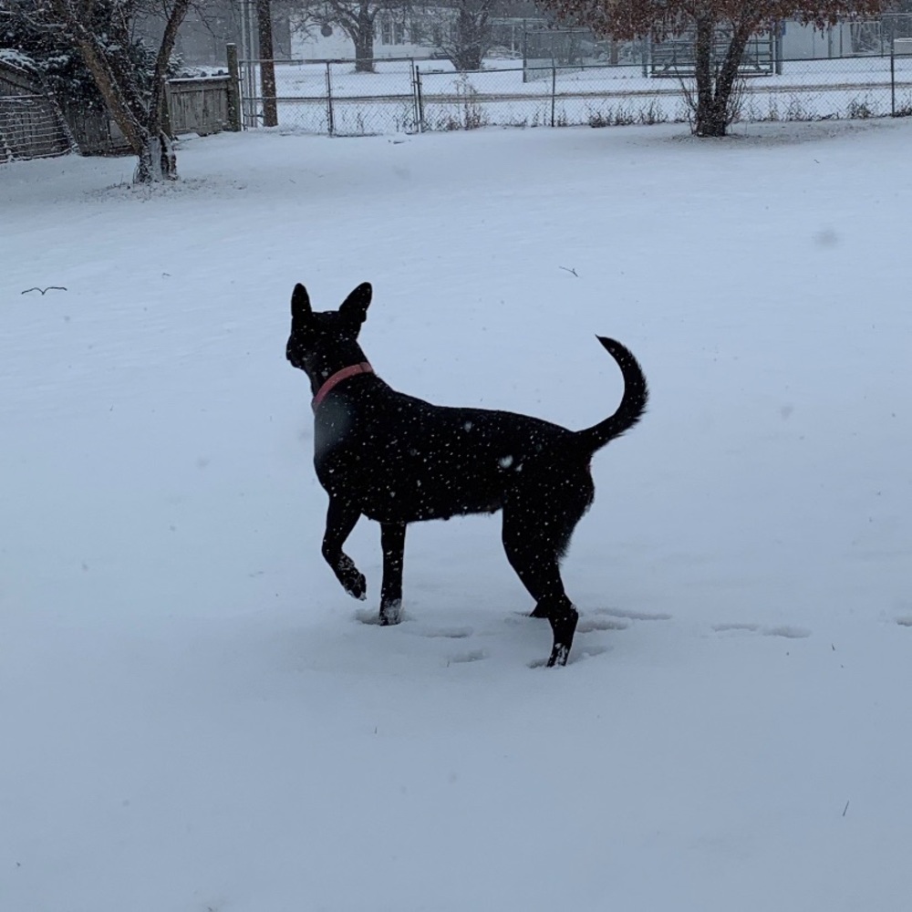 Meet your Posher, Grisell